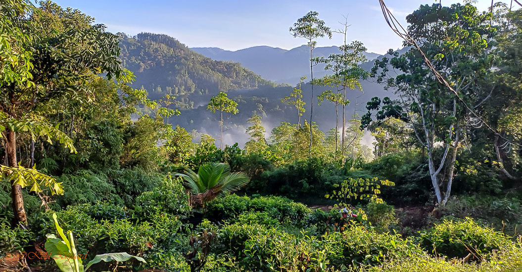 Drømmerejse til fugleparadiset Sri Lanka