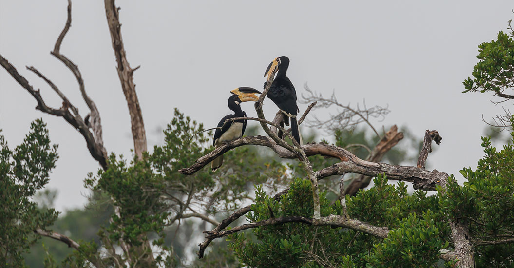 Drømmerejse til fugleparadiset Sri Lanka