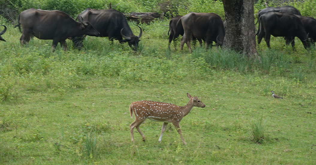 Drømmerejse til fugleparadiset Sri Lanka