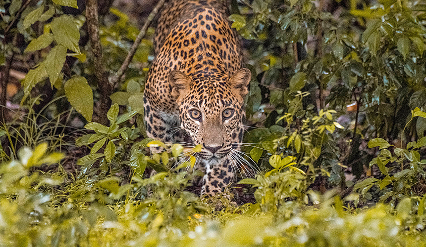 Drømmerejse til fugleparadiset Sri Lanka