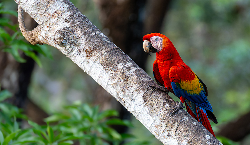 De helt store naturoplevelser i Costa Rica