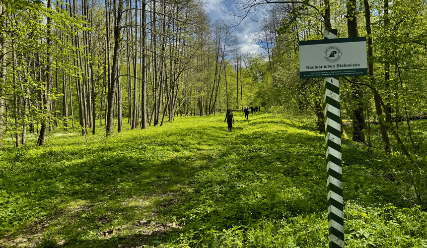 Europas sidste urskov finder du i Polen