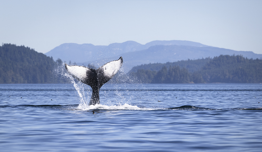 Oplev Canadas storslåede natur