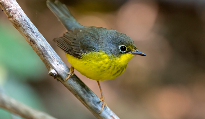 Oplev Canadas storslåede natur