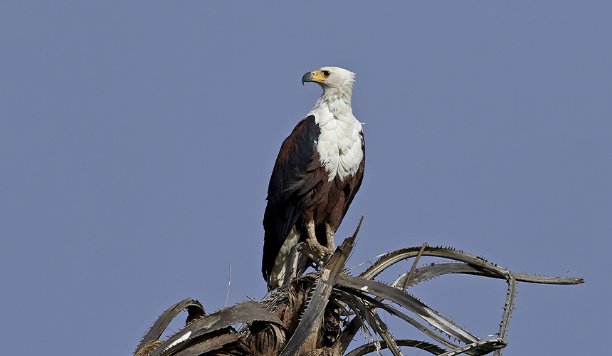 Fugle- og naturrejse i Gambia