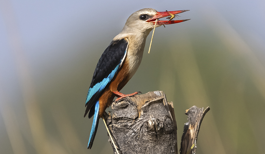 Fugle- og naturrejse i Gambia