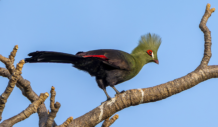 Fugle- og naturrejse i Gambia
