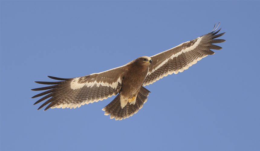 Oplev Georgiens store fugletræk