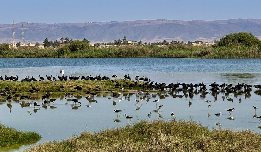 Oman byder på fugleliv og naturoplevelser i Salalah