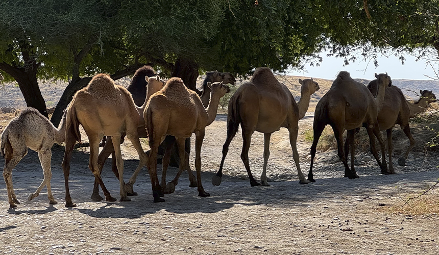 Oman byder på fugleliv og naturoplevelser i Salalah