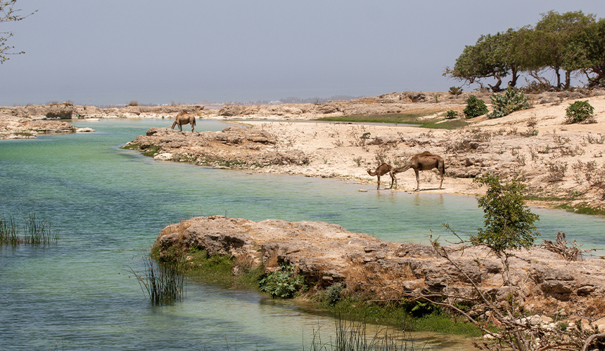 Oman byder på fugleliv og naturoplevelser i Salalah