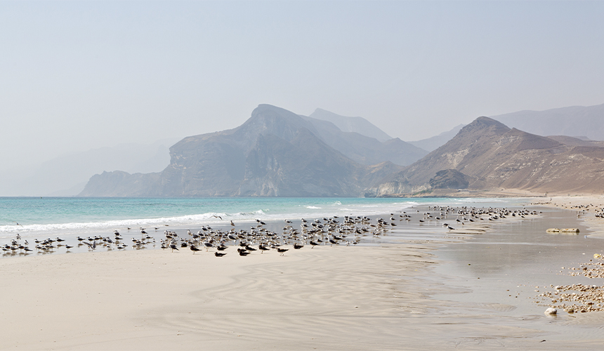 Oman byder på fugleliv og naturoplevelser i Salalah