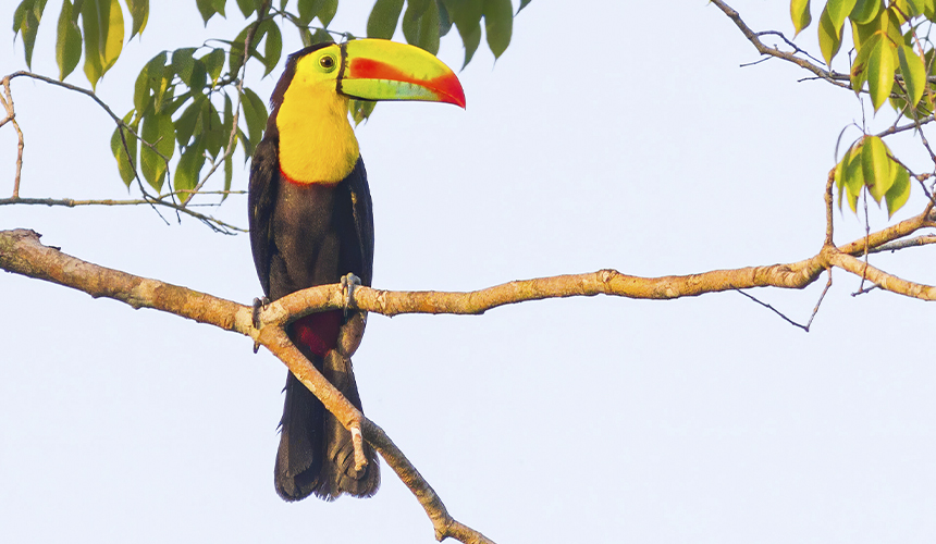 Oplev Panamas storslåede natur