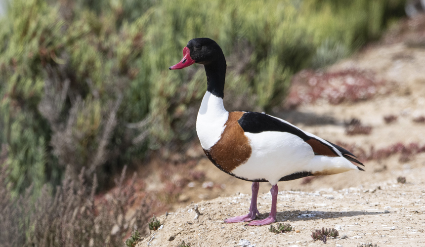 Oplev naturen og fuglene i Sydportugal og Spanien