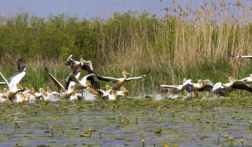 Donau delta i Rumænien