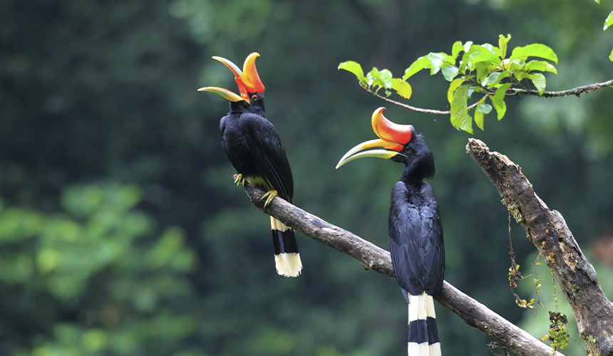 Eventyr i Sumatra-junglen med Sebastian Klein