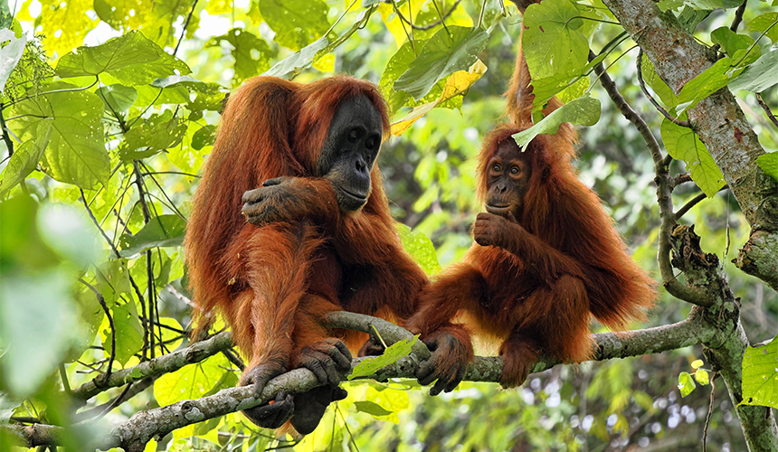 Eventyr i Sumatra-junglen med Sebastian Klein