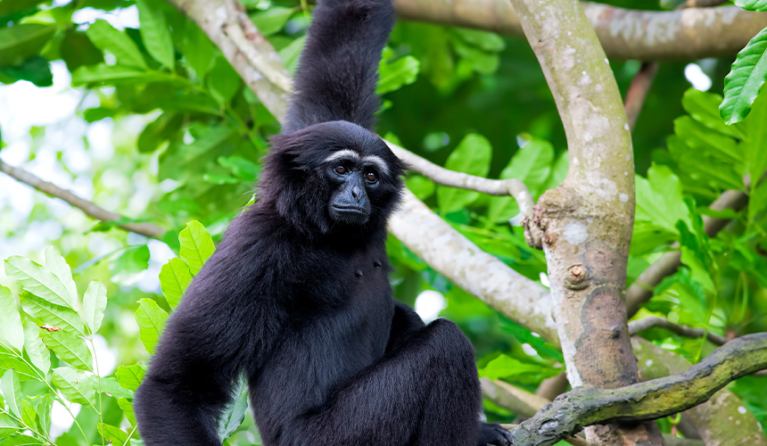 Eventyr i Sumatra-junglen med Sebastian Klein