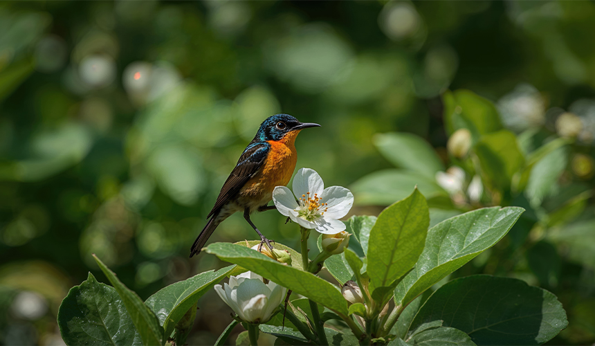 Eventyr i Sumatra-junglen med Sebastian Klein