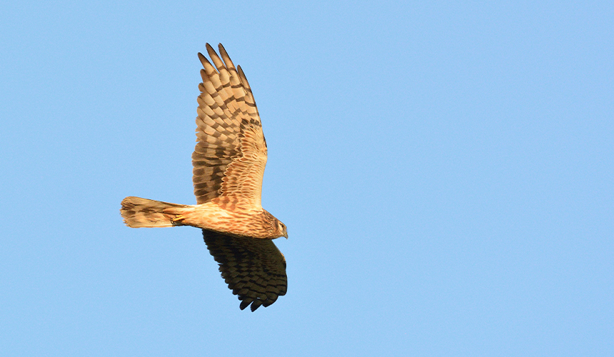 Fugle- og naturrejse til Øland 