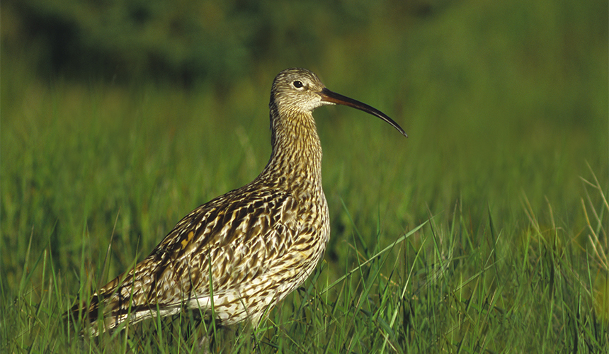 Fugle- og naturrejse til Øland 