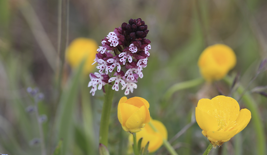 Fugle- og naturrejse til Øland 