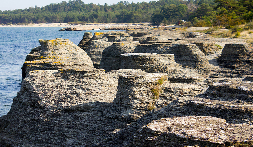 Fugle- og naturrejse til Øland 