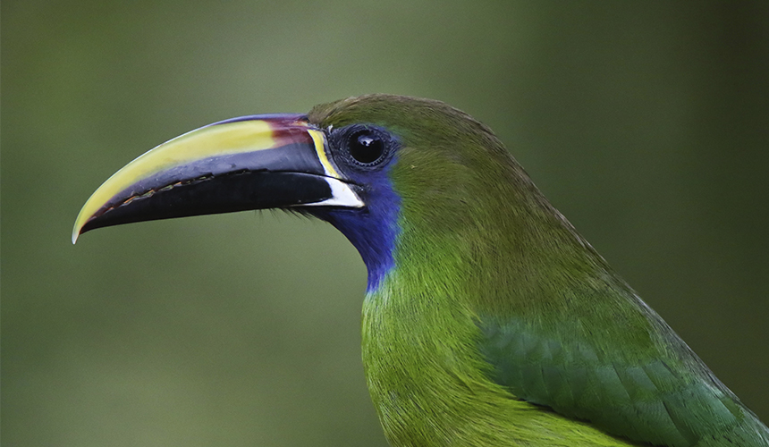 De helt store naturoplevelser i Costa Rica