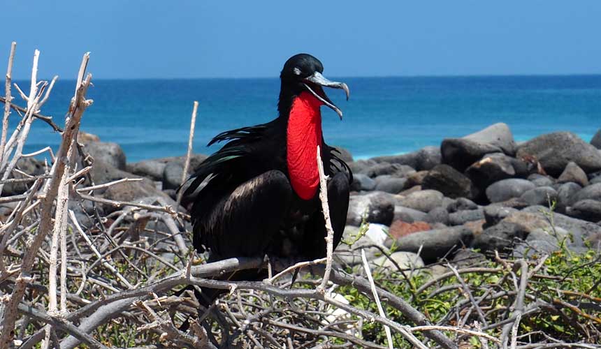 Natur og fugleparadiset Ecuador