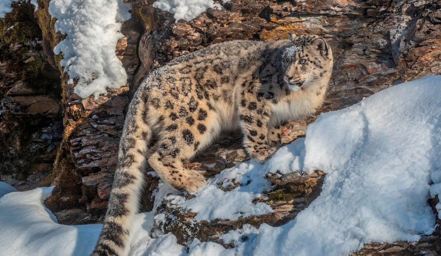 Oplev sneleopardens verden