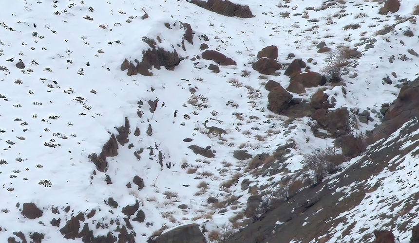 Oplev sneleopardens verden