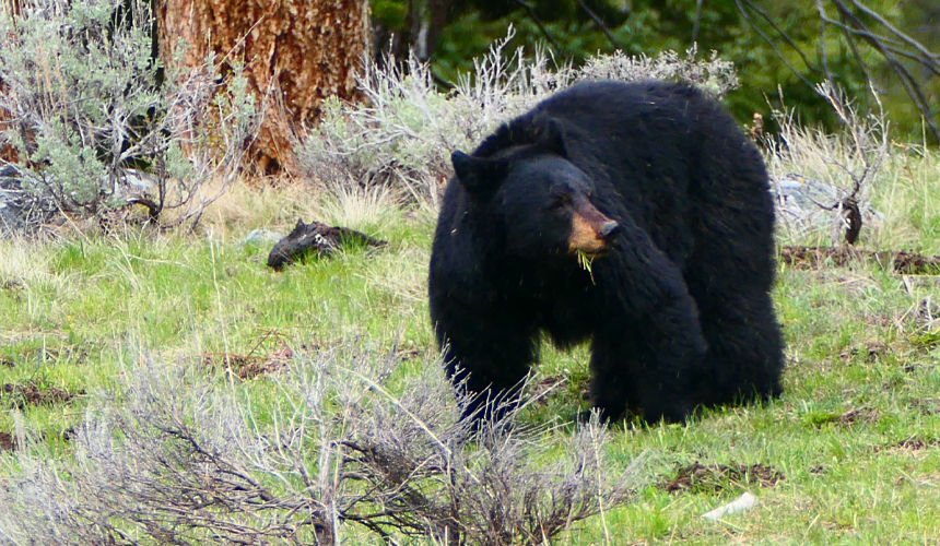 Yellowstone og Great Salt Lake Birds Festival